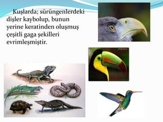 Kuşlarda; sürüngenlerdeki
dişler kaybolup, bunun
yerine keratinden oluşmuş
çeşitli gaga şekilleri
evrimleşmiştir.
 
