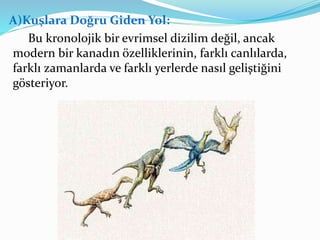 A)Kuşlara Doğru Giden Yol:
Bu kronolojik bir evrimsel dizilim değil, ancak
modern bir kanadın özelliklerinin, farklı canlılarda,
farklı zamanlarda ve farklı yerlerde nasıl geliştiğini
gösteriyor.
 