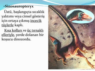 -Sinosauropteryx
Üstü, başlangıçta sıcaklık
yalıtımı veya cinsel gösteriş
için ortaya çıkmış incecik
tüylerle kaplı.
Kısa kolları ve üç tırnaklı
elleriyle, yerde dolanan bir
koşucu dinozordu.
 