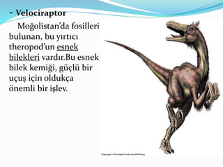 - Velociraptor
Moğolistan’da fosilleri
bulunan, bu yırtıcı
theropod’un esnek
bilekleri vardır.Bu esnek
bilek kemiği, güçlü bir
uçuş için oldukça
önemli bir işlev.
 