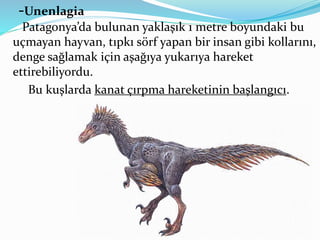 -Unenlagia
Patagonya’da bulunan yaklaşık 1 metre boyundaki bu
uçmayan hayvan, tıpkı sörf yapan bir insan gibi kollarını,
denge sağlamak için aşağıya yukarıya hareket
ettirebiliyordu.
Bu kuşlarda kanat çırpma hareketinin başlangıcı.
 