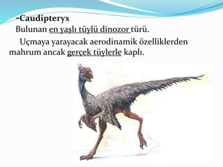 -Caudipteryx
Bulunan en yaşlı tüylü dinozor türü.
Uçmaya yarayacak aerodinamik özelliklerden
mahrum ancak gerçek tüylerle kaplı.
 