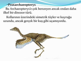 -Protarchaeopteryx
Bu Archaeopteryx’e çok benzeyen ancak ondan daha
ilkel bir dinozor türü.
Kollarının üzerindeki simetrik tüyler ve kuyruğu
uzundu, ancak gerçek bir kuş gibi uçamıyordu.
 