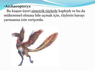 -Archaeopteryx
Bu kuşun üzeri simetrik tüylerle kaplıydı ve bu da
mükemmel olmasa bile uçmak için, tüylerin havayı
yarmasına izin veriyordu.
 