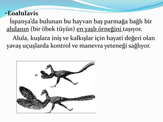 -Eoalulavis
İspanya’da bulunan bu hayvan baş parmağa bağlı bir
alulanın (bir öbek tüyün) en yaşlı örneğini taşıyor.
Alula, kuşlara iniş ve kalkışlar için hayati değeri olan
yavaş uçuşlarda kontrol ve manevra yeteneği sağlıyor.
 