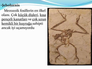 -Jeholornis
Mezozoik fosillerin en ilkel
olanı. Çok küçük dişleri, kısa
pençeli kanatları ve çok uzun
kemikli bir kuyruğa sahipti
ancak iyi uçamıyordu
 