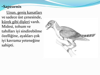 -Sapeornis
Uzun, geniş kanatları
ve sadece üst çenesinde,
kürek gibi dişleri vardı.
Midesi, tohum ve
tahılları iyi sindirebilme
özelliğine, ayakları çok
iyi kavrama yeteneğine
sahipti.
 