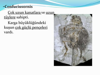 -Confuciusornis
Çok uzun kanatlara ve uzun
tüylere sahipti.
Karga büyüklüğündeki
kuşun çok güçlü pençeleri
vardı.
 