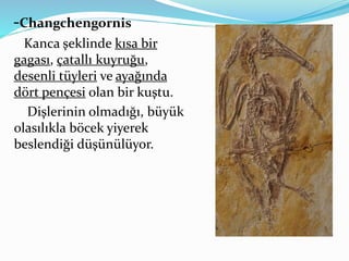 -Changchengornis
Kanca şeklinde kısa bir
gagası, çatallı kuyruğu,
desenli tüyleri ve ayağında
dört pençesi olan bir kuştu.
Dişlerinin olmadığı, büyük
olasılıkla böcek yiyerek
beslendiği düşünülüyor.
 