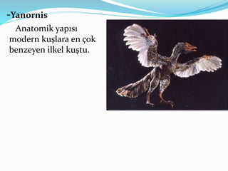 -Yanornis
Anatomik yapısı
modern kuşlara en çok
benzeyen ilkel kuştu.
 