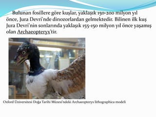 Bulunan fosillere göre kuşlar, yaklaşık 150-200 milyon yıl
önce, Jura Devri'nde dinozorlardan gelmektedir. Bilinen ilk kuş
Jura Devri'nin sonlarında yaklaşık 155-150 milyon yıl önce yaşamış
olan Archaeopteryx’tir.
Oxford Üniversitesi Doğa Tarihi Müzesi’ndeki Archaeopteryx lithographica modeli
 