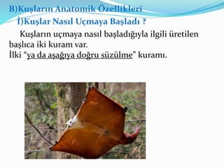 B)Kuşların Anatomik Özellikleri
İ)Kuşlar Nasıl Uçmaya Başladı ?
Kuşların uçmaya nasıl başladığıyla ilgili üretilen
başlıca iki kuram var.
İlki “ya da aşağıya doğru süzülme” kuramı.
 