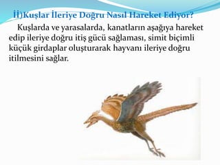 İİ)Kuşlar İleriye Doğru Nasıl Hareket Ediyor?
Kuşlarda ve yarasalarda, kanatların aşağıya hareket
edip ileriye doğru itiş gücü sağlaması, simit biçimli
küçük girdaplar oluşturarak hayvanı ileriye doğru
itilmesini sağlar.
 