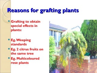 Reasons for grafting plants
 Grafting  to obtain
  special effects in
  plants:

 Eg. Weeping
  standards
 Eg. 2 citrus fruits on
  the same tree
 Eg. Multicoloured
  rose plants
 