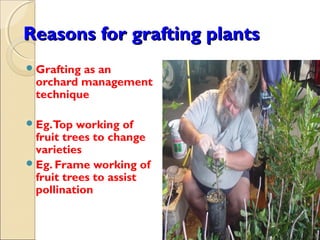 Reasons for grafting plants
 Grafting
         as an
 orchard management
 technique

 Eg.Top   working of
  fruit trees to change
  varieties
 Eg. Frame working of
  fruit trees to assist
  pollination
 