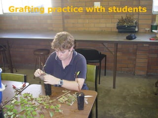 Grafting practice with students
 
