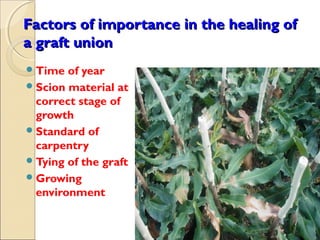 Factors of importance in the healing of
a graft union
 Time  of year
 Scion material at
  correct stage of
  growth
 Standard of
  carpentry
 Tying of the graft
 Growing
  environment
 