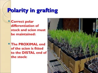 Polarity in grafting
 Correct polar
 differentiation of
 stock and scion must
 be maintained:

 The PROXIMAL end
 of the scion is fitted
 to the DISTAL end of
 the stock:
 