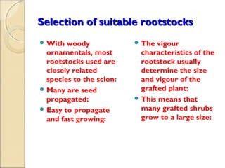 Selection of suitable rootstocks
 With  woody              The  vigour
  ornamentals, most         characteristics of the
  rootstocks used are       rootstock usually
  closely related           determine the size
  species to the scion:     and vigour of the
 Many are seed             grafted plant:
  propagated:              This means that
 Easy to propagate         many grafted shrubs
  and fast growing:         grow to a large size:
 