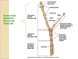 Scion wood
Should be
One or two
Years old
 
