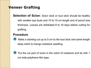 Veneer Grafting

  Selection of Scion: Scion stick or bud stick should be healthy
     with swollen eye buds and 10 to 15 cm length and of pencil size
     thickness. Leaves are defoliated 8 to 10 days before cutting for
     grafting.

  Procedure
  Make a slanting cut up to 5 cm to the bud stick and same length
     deep notch to mango rootstock seedling.


  Put the cut part of scion in the notch of rootstock and tie with 1
     cm wide polythene film tape.
 