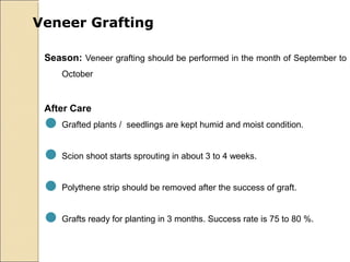 Veneer Grafting

 Season: Veneer grafting should be performed in the month of September to
     October


 After Care
 Grafted plants / seedlings are kept humid and moist condition.
 Scion shoot starts sprouting in about 3 to 4 weeks.
 Polythene strip should be removed after the success of graft.
 Grafts ready for planting in 3 months. Success rate is 75 to 80 %.
 