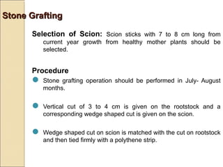 Stone Grafting

      Selection of Scion: Scion sticks with 7 to 8 cm long from
         current year growth from healthy mother plants should be
         selected.


      Procedure
       Stone  grafting operation should be performed in July- August
         months.


       Vertical cut of 3 to 4 cm is given on the rootstock and a
         corresponding wedge shaped cut is given on the scion.


       Wedge shaped cut on scion is matched with the cut on rootstock
         and then tied firmly with a polythene strip.
 