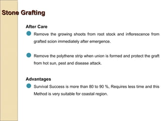 Stone Grafting

       After Care
       Remove the growing shoots from root stock and inflorescence from
           grafted scion immediately after emergence.


       Remove the polythene strip when union is formed and protect the graft
           from hot sun, pest and disease attack.


       Advantages
       Survival Success is more than 80 to 90 %, Requires less time and this
           Method is very suitable for coastal region.
 