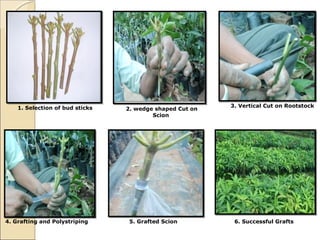 1. Selection of bud sticks                            3. Vertical Cut on Rootstock
                                 2. wedge shaped Cut on
                                         Scion




4. Grafting and Polystriping      5. Grafted Scion         6. Successful Grafts
 