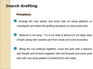 Inarch Grafting

     Procedure:

   Arrange the root stocks and scion tree on some platform or
     mandapam and Mark the grafting locations on stock and scion.


    Remove 5 cm long, 1 to 2 cm wide & about 0.2 cm deep slice
     of bark along with wooden part from stock and scion branches.


    Bring the cut surfaces together, cover the joint with a banana
     leaf sheath and tie them together with soft threads and cover joint
     part with cow dung plaster to protect from rain water.
 