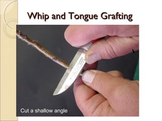 Whip and Tongue Grafting




Cut a shallow angle
 