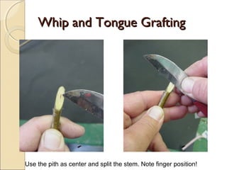 Whip and Tongue Grafting




Use the pith as center and split the stem. Note finger position!
 