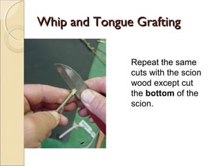 Whip and Tongue Grafting

               Repeat the same
               cuts with the scion
               wood except cut
               the bottom of the
               scion.
 