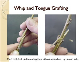 Whip and Tongue Grafting




Push rootstock and scion together with cambium lined up on one side.
 