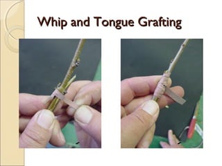 Whip and Tongue Grafting
 