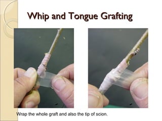 Whip and Tongue Grafting




Wrap the whole graft and also the tip of scion.
 