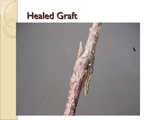 Healed Graft
 