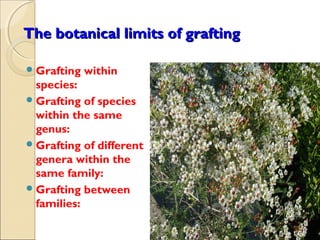 The botanical limits of grafting

 Grafting   within
  species:
 Grafting of species
  within the same
  genus:
 Grafting of different
  genera within the
  same family:
 Grafting between
  families:
 