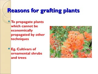 Reasons for grafting plants
 Topropagate plants
 which cannot be
 economically
 propagated by other
 techniques

 Eg. Cultivars
             of
 ornamental shrubs
 and trees
 