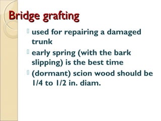 Bridge grafting
    used for repairing a damaged
     trunk
    early spring (with the bark
     slipping) is the best time
    (dormant) scion wood should be
     1/4 to 1/2 in. diam.
 