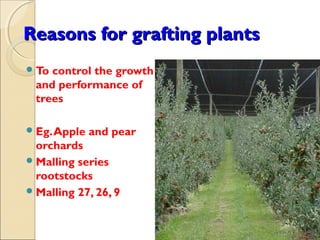 Reasons for grafting plants
 Tocontrol the growth
 and performance of
 trees

 Eg. Apple   and pear
  orchards
 Malling series
  rootstocks
 Malling 27, 26, 9
 