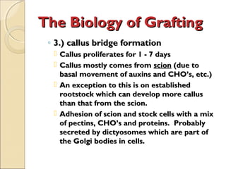 The Biology of Grafting
 ◦ 3.) callus bridge formation
   Callus proliferates for 1 - 7 days
   Callus mostly comes from scion (due to
    basal movement of auxins and CHO’s, etc.)
   An exception to this is on established
    rootstock which can develop more callus
    than that from the scion.
   Adhesion of scion and stock cells with a mix
    of pectins, CHO’s and proteins. Probably
    secreted by dictyosomes which are part of
    the Golgi bodies in cells.
 