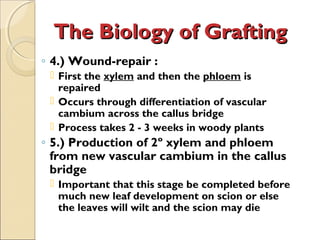 The Biology of Grafting
◦ 4.) Wound-repair :
  First the xylem and then the phloem is
   repaired
  Occurs through differentiation of vascular
   cambium across the callus bridge
  Process takes 2 - 3 weeks in woody plants
◦ 5.) Production of 2º xylem and phloem
  from new vascular cambium in the callus
  bridge
  Important that this stage be completed before
   much new leaf development on scion or else
   the leaves will wilt and the scion may die
 