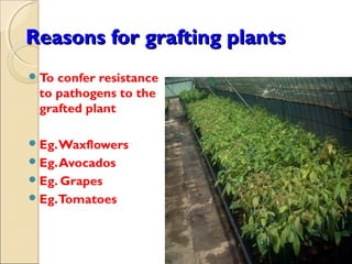 Reasons for grafting plants
 Toconfer resistance
 to pathogens to the
 grafted plant

 Eg. Waxflowers
 Eg. Avocados
 Eg. Grapes
 Eg.Tomatoes
 