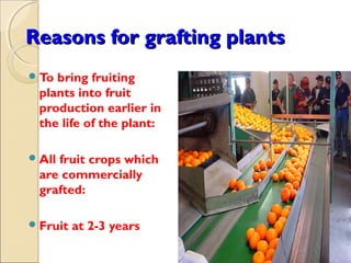 Reasons for grafting plants
 Tobring fruiting
 plants into fruit
 production earlier in
 the life of the plant:

 All
    fruit crops which
 are commercially
 grafted:

 Fruit   at 2-3 years
 