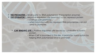 Comprehensive Overview of Gene Regulation: Lac and Trp Operons in ...