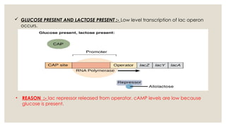 Comprehensive Overview of Gene Regulation: Lac and Trp Operons in ...