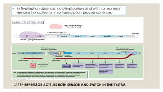 Comprehensive Overview of Gene Regulation: Lac and Trp Operons in ...