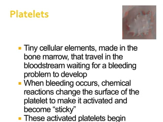  Tiny cellular elements, made in the
bone marrow, that travel in the
bloodstream waiting for a bleeding
problem to develop
 When bleeding occurs, chemical
reactions change the surface of the
platelet to make it activated and
become “sticky”
 These activated platelets begin
 