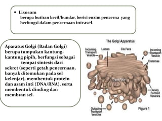  Lisosom
berupa butiran kecil/bundar, berisi enzim pencerna yang
berfungsi dalam pencernaan intrasel.
Aparatus Golgi (Badan Golgi)
berupa tumpukan kantung-
kantung pipih, berfungsi sebagai
tempat sintesis dari
sekret (seperti getah pencernaan,
banyak ditemukan pada sel
kelenjar), membentuk protein
dan asam inti (DNA/RNA), serta
membentuk dinding dan
membran sel.
 
